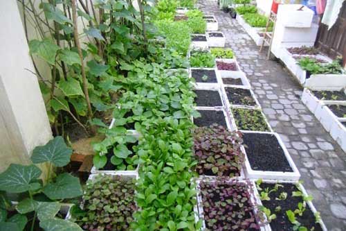Bí quyết trồng rau sạch trên sân thượng xanh tốt mơn mởn quanh năm