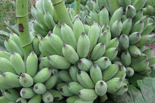 Chuối xanh: "Thần dược" chữa bệnh cực nhanh bạn chưa biết
