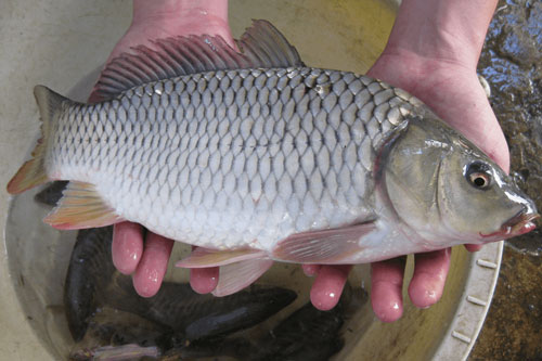 8 loại cá 'đại bổ', càng ăn càng sống lâu, sống thọ mà người Việt vẫn 'bỏ quên'