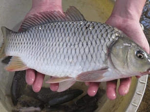 8 loại cá 'đại bổ', càng ăn càng sống lâu, sống thọ mà người Việt vẫn 'bỏ quên'