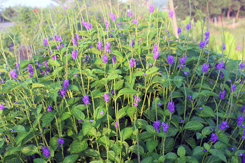 Cây đuôi chuột thanh nhiệt, giảm đau