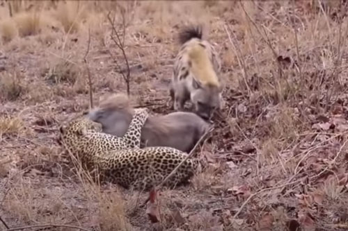 CLIP: Lợn bướu chết thảm khi bị cả báo hoa mai và linh cẩu tấn công