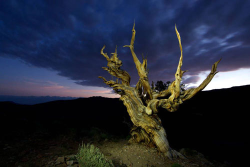 Cây cổ thụ lâu đời nhất thế giới vẫn còn sống và những sự thật đầy thú vị