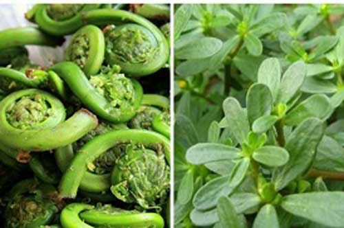 5 loại rau "trường thọ" được thế giới săn lùng, có loại đắt gấp 10 lần nhân sâm mà người Việt bỏ phí