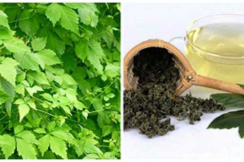 Bật mí loại "cây trường thọ" mọc nhiều vô kể ở Việt Nam lại là bí quyết giúp người Nhật sống trăm tuổi