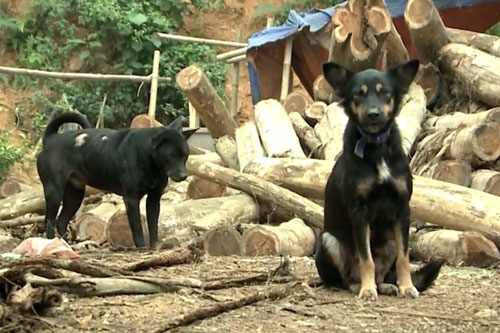 14/14 ca mắc dại tử vong tại khu vực Tây Nguyên