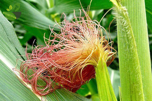 Râu ngô được ví như “tiên dược” mùa hè, nhưng chị em uống vào thời điểm này dễ nguy hiểm