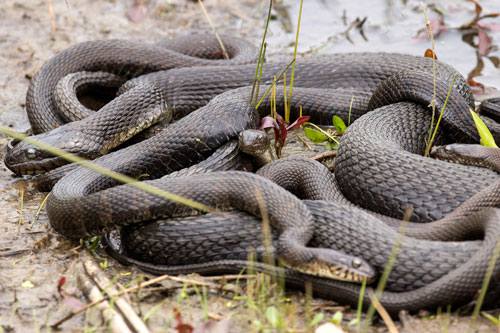 Top 4 con giáp dễ gặp may mắn đủ đường, 'đổi đời' giàu sang, tiền bạc ngập két trong 3 ngày cuối tuần này