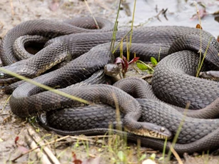 Top 4 con giáp dễ gặp may mắn đủ đường, 'đổi đời' giàu sang, tiền bạc ngập két trong 3 ngày cuối tuần này