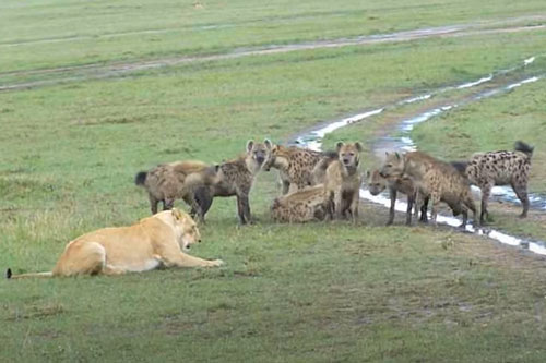 CLIP: Đàn linh cẩu e dè trước sư tử đơn độc