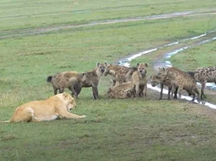 CLIP: Đàn linh cẩu e dè trước sư tử đơn độc