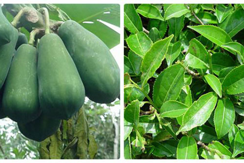 Nấu đu đủ với lá trà xanh lấy nước uống điều trị được căn bệnh nan y khó chữa này