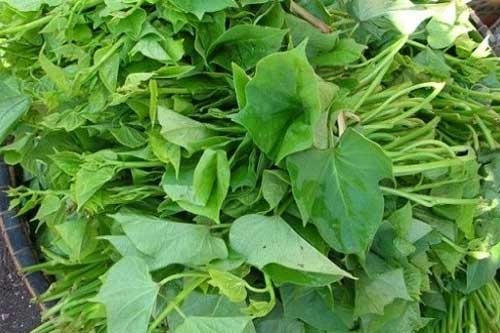 Chỉ đích danh những loại rau tốt nhất cho phụ nữ sau sinh