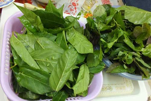 Có lá này trong nhà không lo bệnh gan, giúp đánh tan mất ngủ, gặp những bệnh sau không mất tiền mua thuốc tây