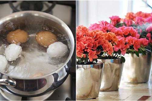 Lấy nước luộc trứng tưới cây, 7 ngày sau cây lớn khỏe, hoa nở bung xòe đã mắt mẹ trẻ vỡ òa vui mừng
