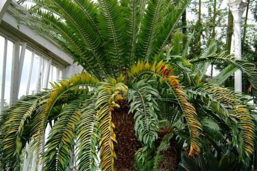 Cận cảnh cây cô đơn già nhất thế giới vẫn đang chờ 'bạn gái' tới ghép đôi