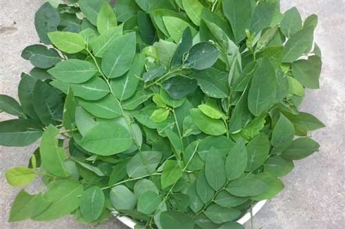 Mẹo nhận biết rau ngót nhiễm hóa chất độc hại