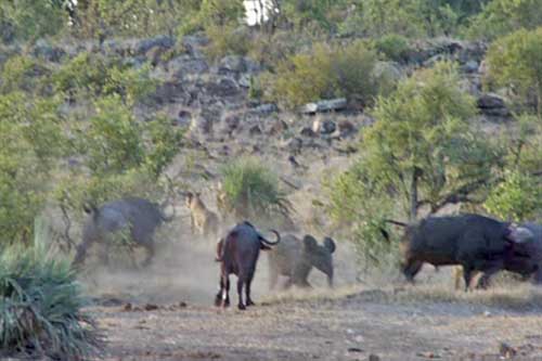 Trâu rừng nổi điên tấn công sư tử cứu voi con