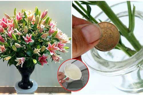 Đừng dùng nước, cắm hoa bằng thứ này đảm bảo 10 ngày sau vẫn tươi mơn mởn, hương thơm ngào ngạt cả phòng