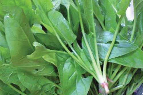 "Siêu thực phẩm" chống lại bệnh thiếu máu bạn cần bổ sung ngay