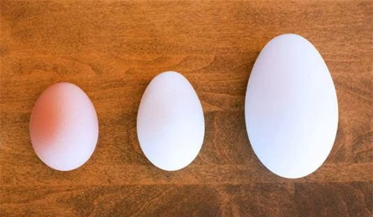 Trứng ngỗng không bổ hơn trứng gà