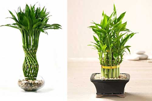 Đặt cây phất dụ ở vị trí này tài lộc, may mắn thi nhau kéo vào nhà bạn