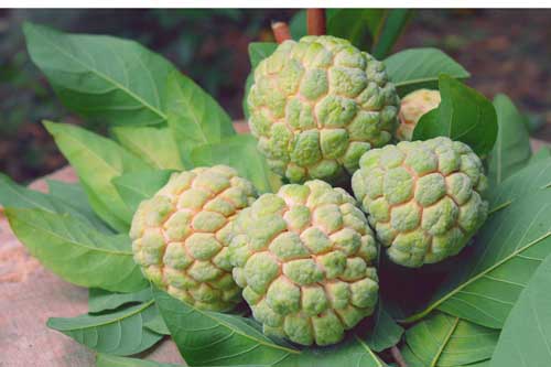 "Thần dược" từ thiên nhiên kiếm đâu cũng có, chữa sốt xuất huyết hiệu quả