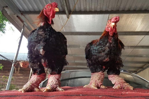 Hưng Yên: Làm giàu từ giống gà 'tiến vua' Đông Tảo