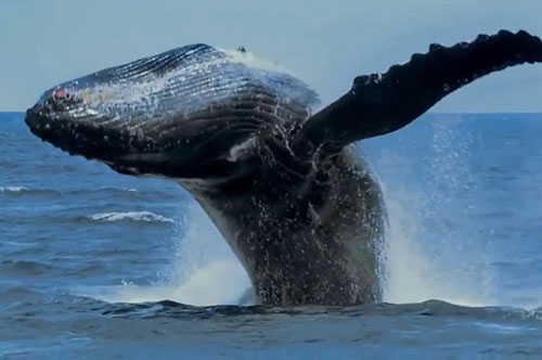 Lý giải nguyên nhân giúp cá voi trở thành loài động vật có kích thước lớn nhất thế giới