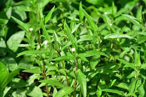 Tiết lộ loại cỏ mọc dại đầy ở Việt Nam được mệnh danh là ‘thần dược trời ban’, có khả năng tiêu diệt tế bào ung thư