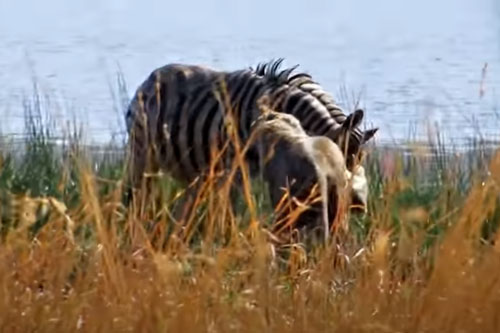 CLIP: Sư tử hạ gục ngựa vằn trong "một nốt nhạc"