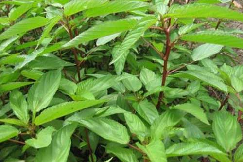 Rau đay chính là "thần dược" cho sức khoẻ mà ít ai ngờ tới và biết để tận dụng