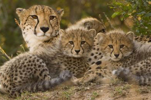 Nếu toàn bộ động vật trên Trái Đất đột nhiên biến mất, con người sẽ ra sao?