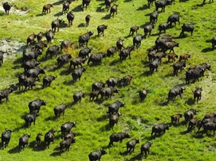 Khám phá ‘thiên đường’ của các loài động vật, nơi được UNESCO công nhận là ‘di sản văn hóa thế giới’