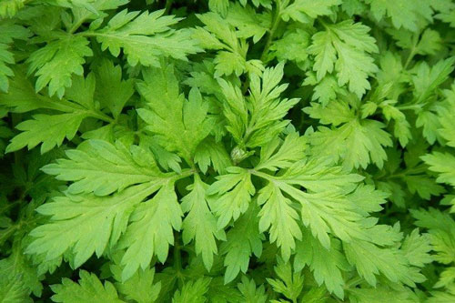 Sử dụng ngải cứu theo cách này, bạn đã có ngay 'thần dược' trị bách bệnh