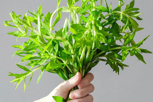 Dùng rau ngổ (ngò ôm) theo cách này, bao nhiêu sỏi thận, sỏi mật đều bị 'tống' ra ngoài mà không lo ảnh hưởng tới sức khỏe