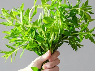 Dùng rau ngổ (ngò ôm) theo cách này, bao nhiêu sỏi thận, sỏi mật đều bị 'tống' ra ngoài mà không lo ảnh hưởng tới sức khỏe