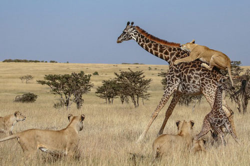 Đàn sư tử phối hợp đoạt mạng hươu cao cổ