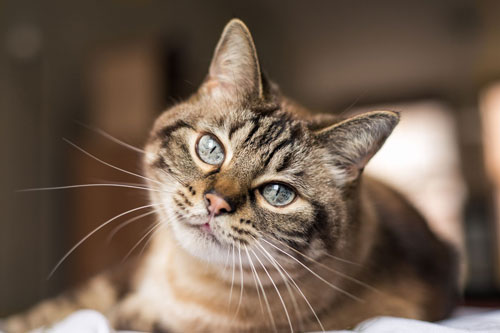 Top 3 con giáp dễ gặp may mắn đủ đường, giàu sang hết phần thiên hạ sau khi sinh con trai