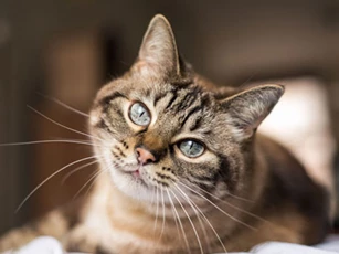 Top 3 con giáp dễ gặp may mắn đủ đường, giàu sang hết phần thiên hạ sau khi sinh con trai