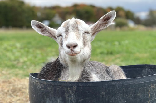 Top 4 con giáp giàu lên nhanh chóng, tiền về như 'thác đổ' trong tháng 6 Âm lịch