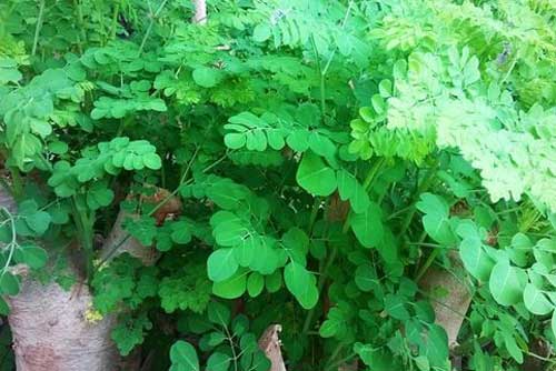 Những đối tượng tuyệt đối không nên ăn 'thần dược' rau chùm ngây