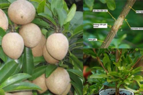 Hướng dẫn trồng hồng xiêm chiết mau ra quả, năng suất cao