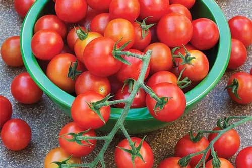 Bỏ túi công thức "chữa bệnh" từ cà chua, hiệu quả hơn cả thuốc