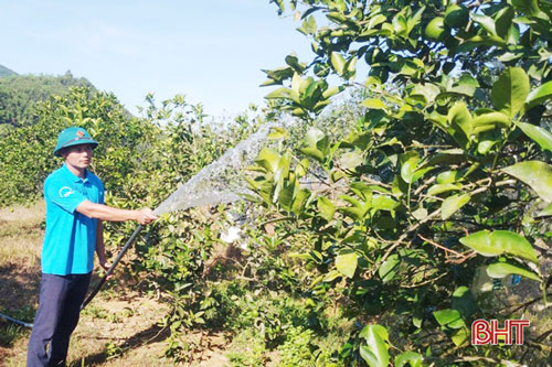 Hà Tĩnh: Chàng bí thư chi đoàn thôn làm giàu từ mô hình trồng cam kết hợp chăn nuôi