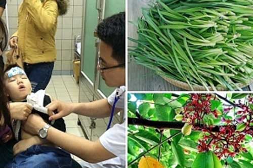 7 loại lá cây giúp trẻ hạ sốt, long đờm dễ kiếm trong vườn nhà