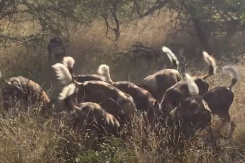 CLIP: Linh cẩu "bỏ của chạy lấy người" khi nhìn thấy đàn chó hoang