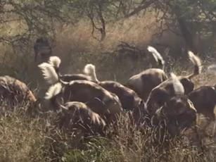 CLIP: Linh cẩu "bỏ của chạy lấy người" khi nhìn thấy đàn chó hoang