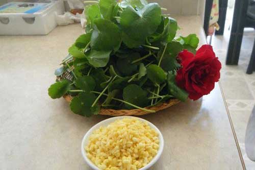 Những người tuyệt đối không nên ăn rau má