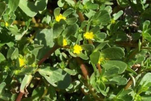 Loại rau trắng da, trị mụn tốt hơn bất cứ mỹ phẩm nào